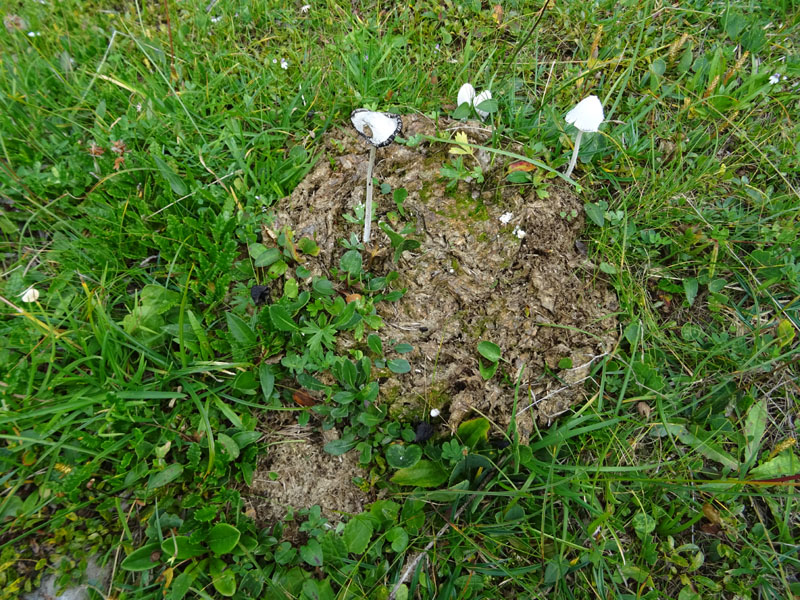 Coprinopsis nivea